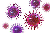 Coronavirus particles, illustration