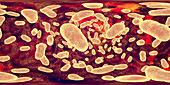 Porphyromonas gingivalis oral bacterium, illustration