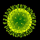 Virus particle, illustration