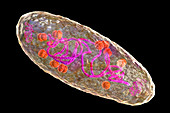 Plague bacterium Yersinia pestis, illustration