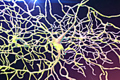 Retinal neuron, artwork