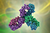 Pembrolizumab antibody, molecular model