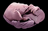 Bat foetus, SEM