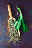 Fresh and dried sage on a metal surface