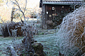 Frosty late-autumn garden with shed