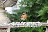 Robin sitting on lichen-covered board