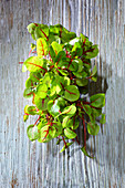 Chard sprouts on a wooden surface