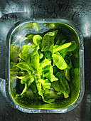 Washing lettuce