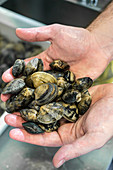 Man demonstrating pile of vongole clams in hands