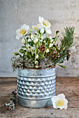 Hellebore, pine twigs and lichen in metal pot