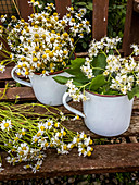 Chamomile flowers and flowering service tree twigs in enamel pots