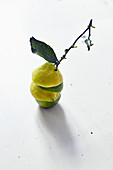 Gestapelte Zitronen- und Limettenhälften mit Zweig