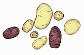 Illustration von Kartoffeln