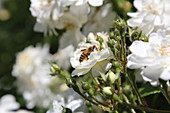 Bienen an den Blüten der Beetrose 'Bienenweide'