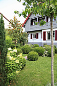 Hausgarten mit Rasen, Buchs-Kugeln und Strauchhortensie, Blick aufs Haus
