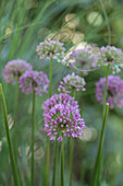 Allium flowers