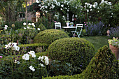 Sitzplatz im Garten mit weißen Rosen und formgeschnittenem Buchs