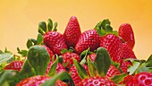 Frische Erdbeeren vor gelbem Hintergrund