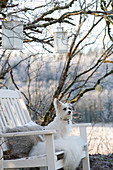 Kleiner Hund auf weiß lackierter Holzbank unter Baum mit Laternen im winterlichen Garten