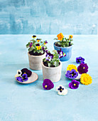 Edible flowers: pansies and voilas