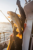 Fischer auf Boot hält frisch gefangenen Kabeljau (Norwegen)