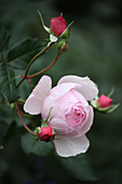 Blüte und Knospen von englischer Rose 'Heritage'
