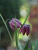 Nahaufnahme von Blüten der Schachbrettblume