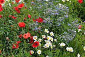 Early summer bed with borage, poppy and daisies