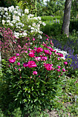 Peony 'Dr. h.c. Steffen ' in the bed with red-leaved weigela, lilac' Agnes Smith 'and steppe sage