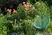 Acapulco chair next to rose 'Westerland' in the flower bed