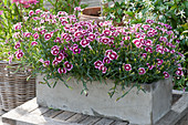 Concrete box with carnations 'Big Touch'
