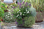 Wooden barrel planted with peach sage 'Ignition Purple', zinnia, silver wormwood Makana 'Silver', wallflowers and Lindheimer's beeblossom