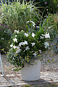 Silbergrau-weiße Bepflanzung: Dipladenie 'White', Goldköpfchen 'Desert Gold', Zinnie, Schneeflockenblume, Nelke und Verbene Vepita