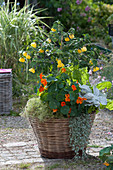 Wicker basket with mallow, nasturtium, chard, ragwort 'Angel Wings' and waterfall plant