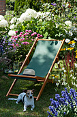 Folding deck chair on a small lawn island between flowering perennials and hydrangeas shrub, dog Zula