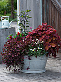 Zinkwanne bepflanzt mit rotem Klee Angel Clover 'Beauty', Buntnessel 'Wicket Hot', Margerite, Chilipflanze und Kapuzinerkresse