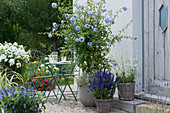 Terrasse mit blühender Bleiwurz, Mehlsalbei, Prachtkerze, Flammenblume und Salbei-Hybride 'Sky Blue'