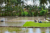 Indonesische Reisfelder
