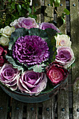 Purple ornamental cabbage in circle of smaller ornamental cabbages