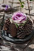 Ornamental cabbage covered with cones