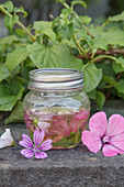 Homemade mallow oil (helps with dry skin and liver spots)