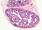Human single-layered columnar epithelium, light micrograph