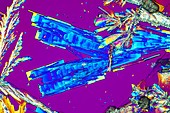Oxalic acid crystals, light micrograph