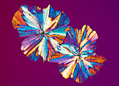 Liqueur, polarised light micrograph
