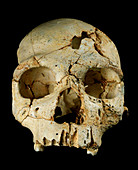 Hominin skull from Sima de los Huesos