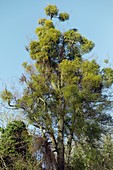 Mistletoe infestation of a lime tree