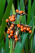 Fruits of Iris foetidissima
