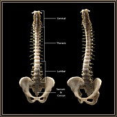 Human spine and pelvis, illustration