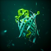 Green fluorescent protein crystal structure, illustration