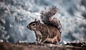 Pregnant grey squirrel, infrared image